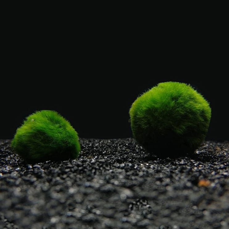 Marimo (Cladophora aegagrophila)