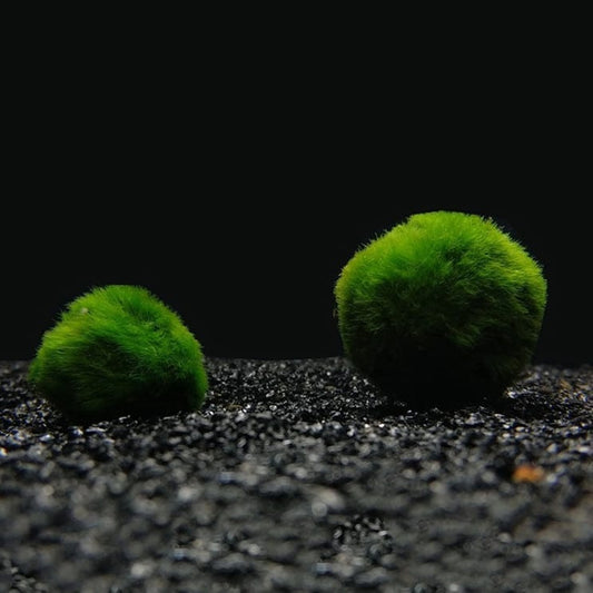 Marimo (Cladophora aegagrophila)