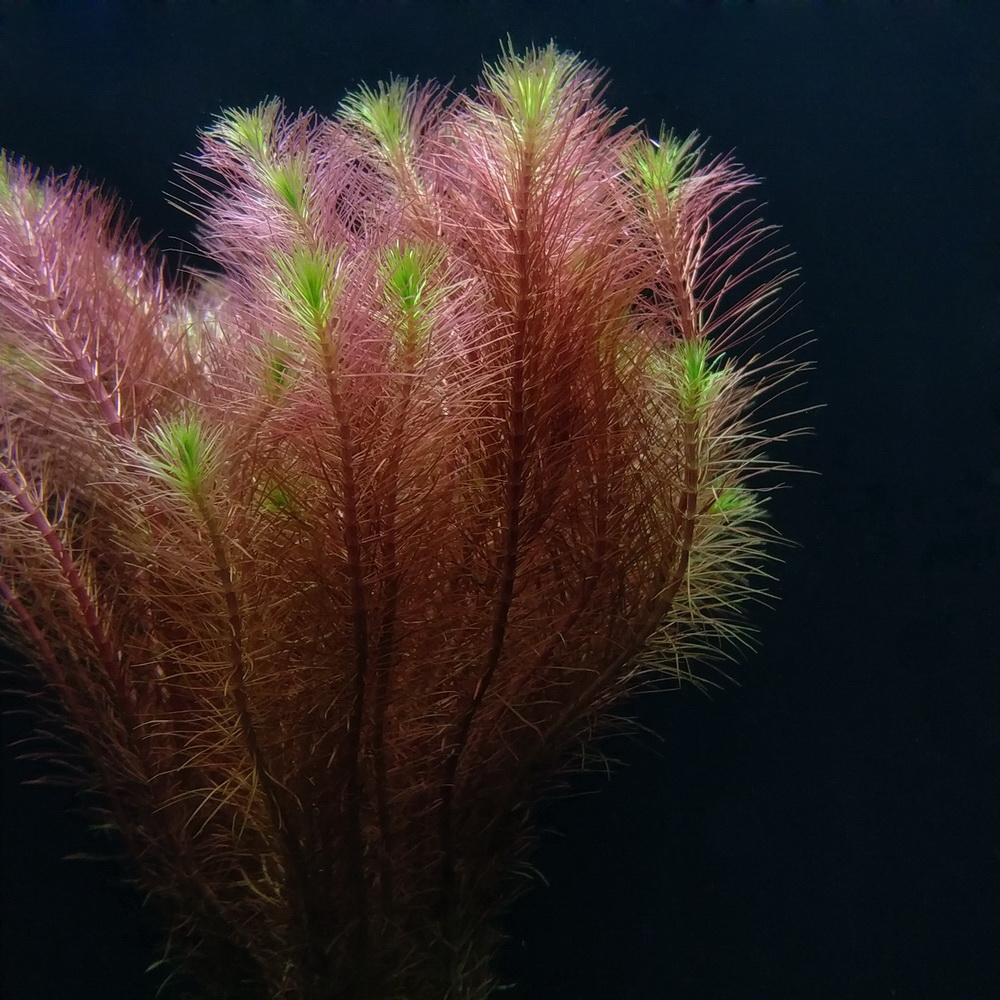 Rotala wallichii