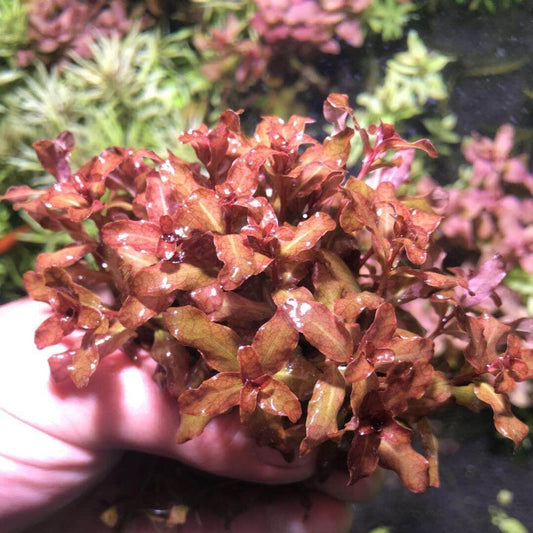 Ludwigia Guinea (Ludwigia senegalensis)