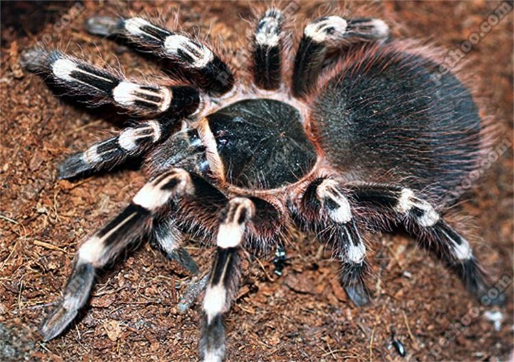Giant White Knee Tarantula (Acanthoscurria geniculata)