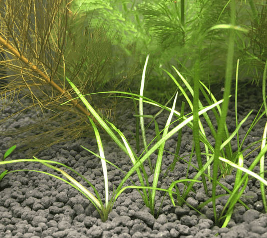 Narrow Leaf Chain Sword (Echinodorus tenellus)