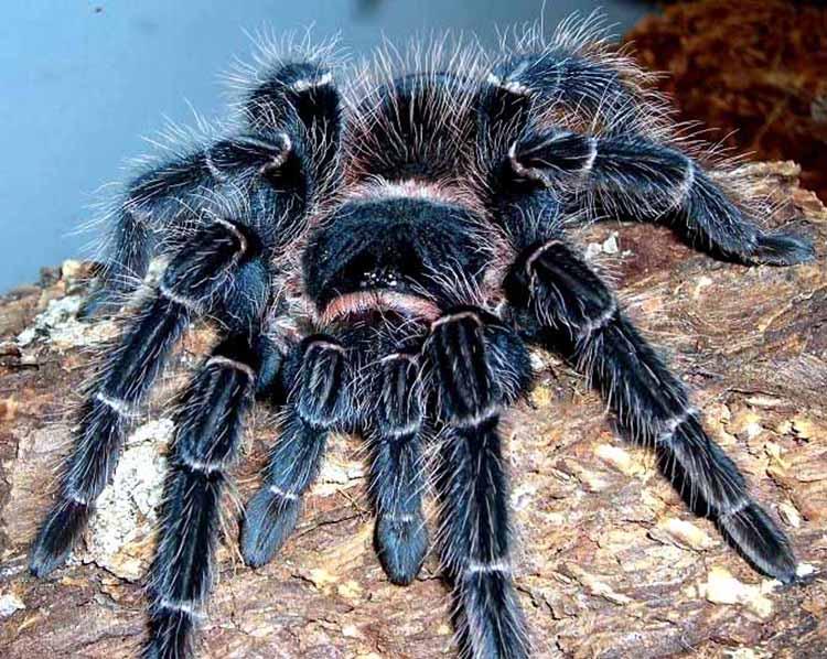 Salmon Pink Birdeating Tarantula (Lasiodora parahybana)