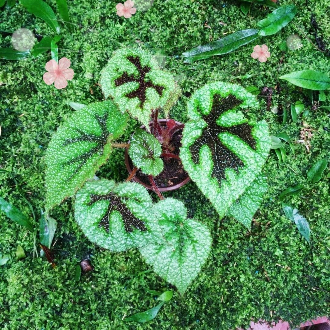Begonia Iron Cross ( Begonia Masoniana )