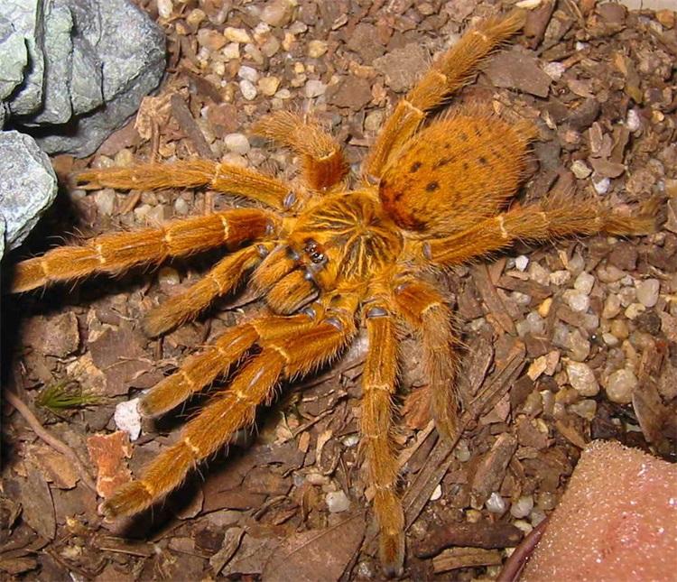 Orange Baboon Tarantula (Pterinochilus murinus)