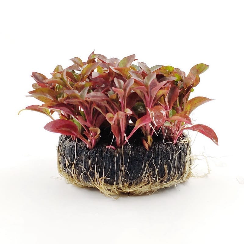 Alternanthera  bettzckinana