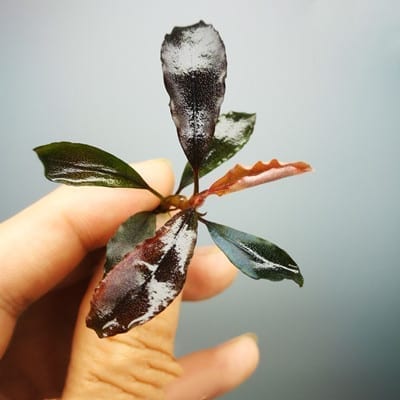 Bucephalandra sp. 'Brownie Red'