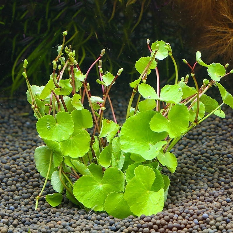 Chinese Lvy (Cardamine lyrata)