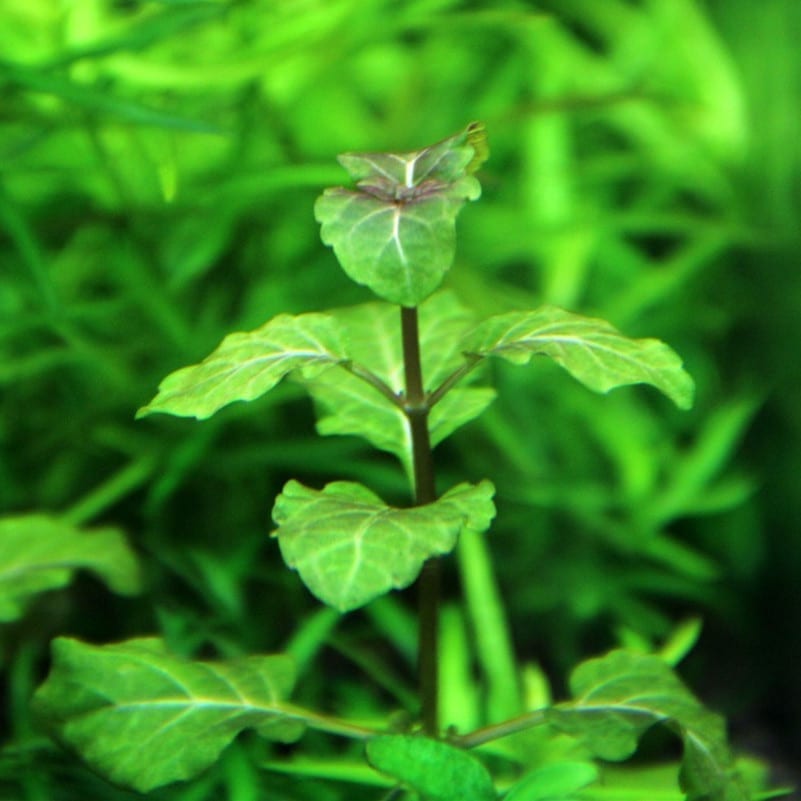 Hemigraphis Traian ( Hyptis lorentziana )