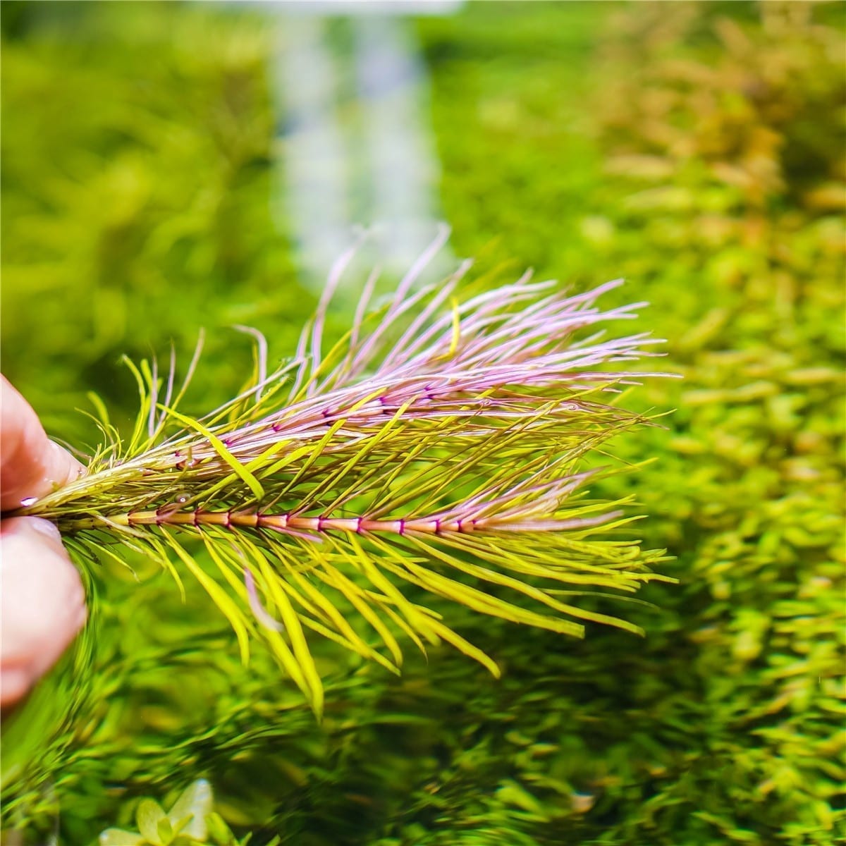 Eusteralis Stellata Octopus (Pogostemon stellatus)