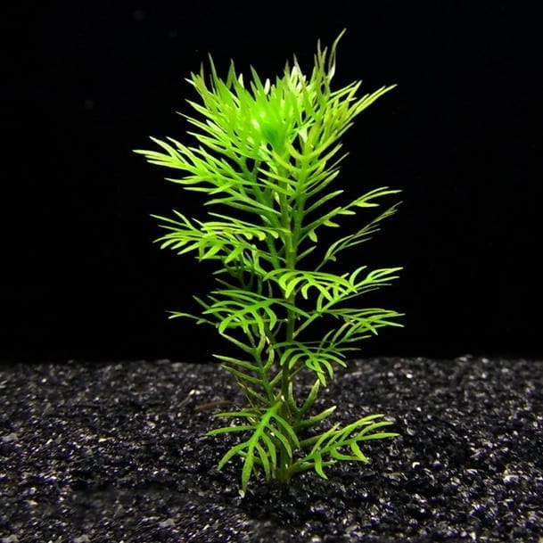 American Featherfoil (Hottonia inflata)