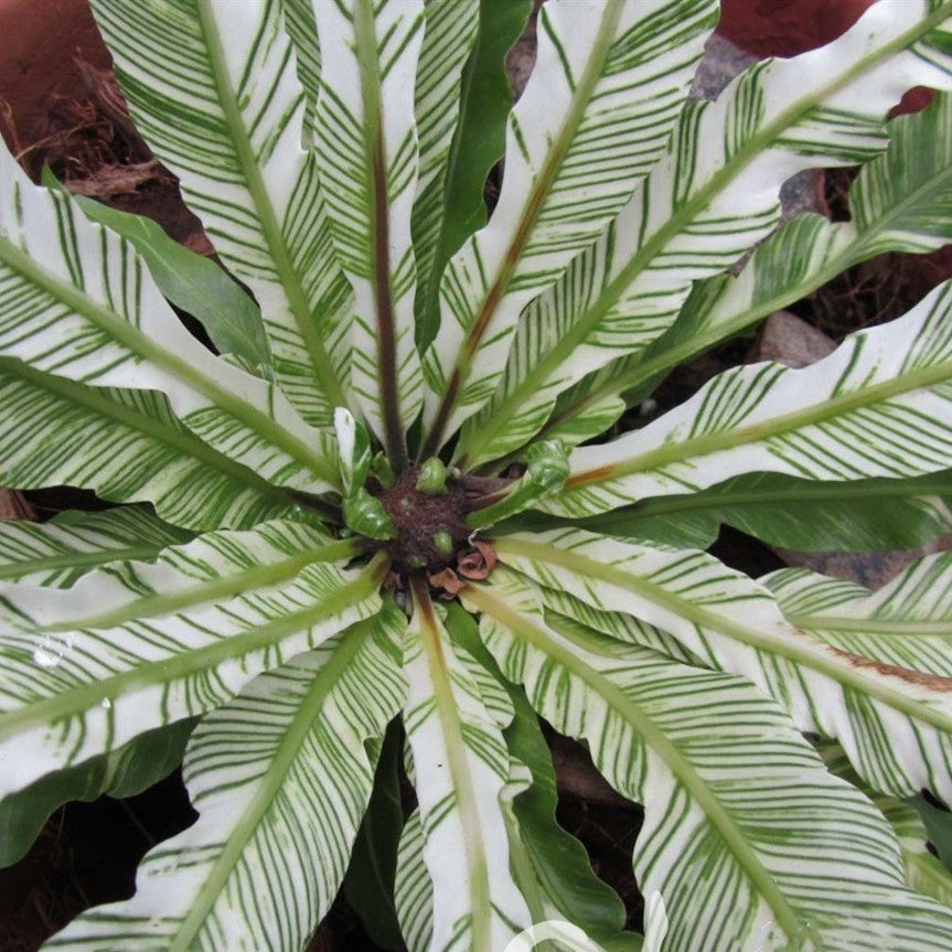 bird's nest fern nidus Bird Nest Fern Variegated (Asplenium nidus variegated)