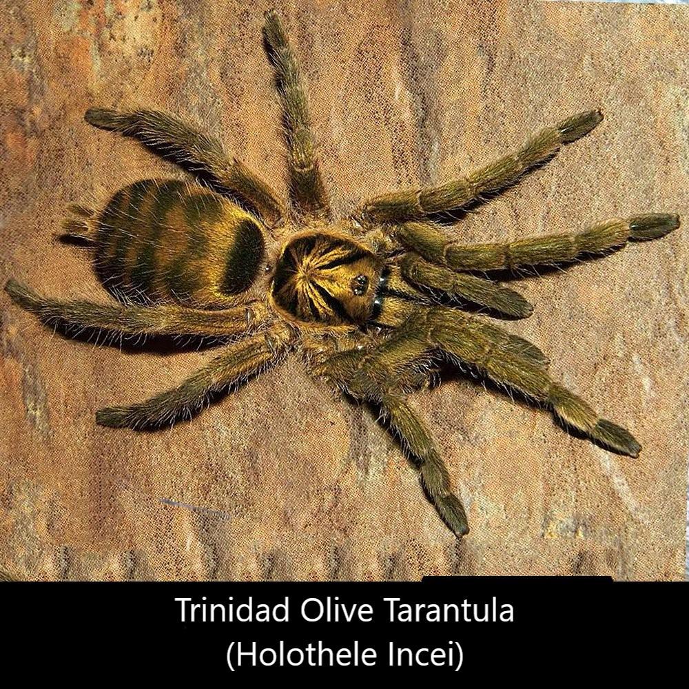 Trinidad Olive Tarantula ( Holothele incei ) pic