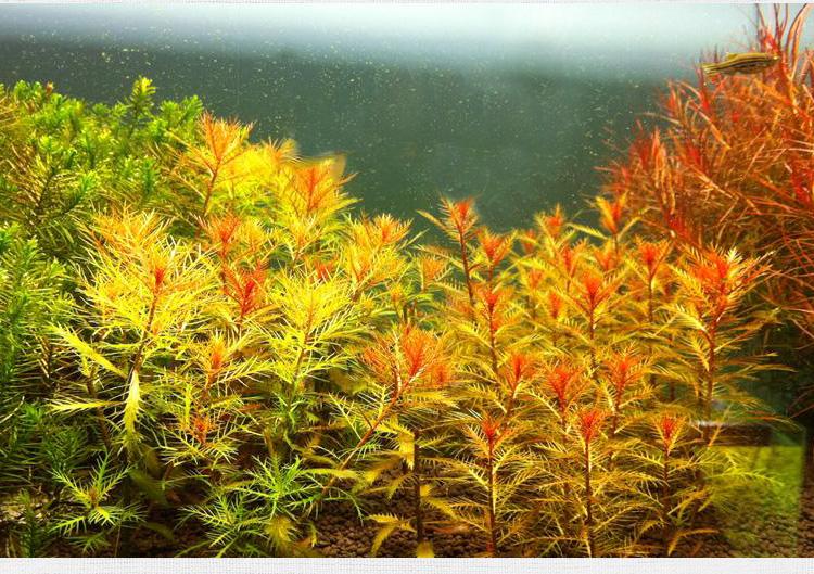 Mermaid Weed (Proserpinaca palustris)