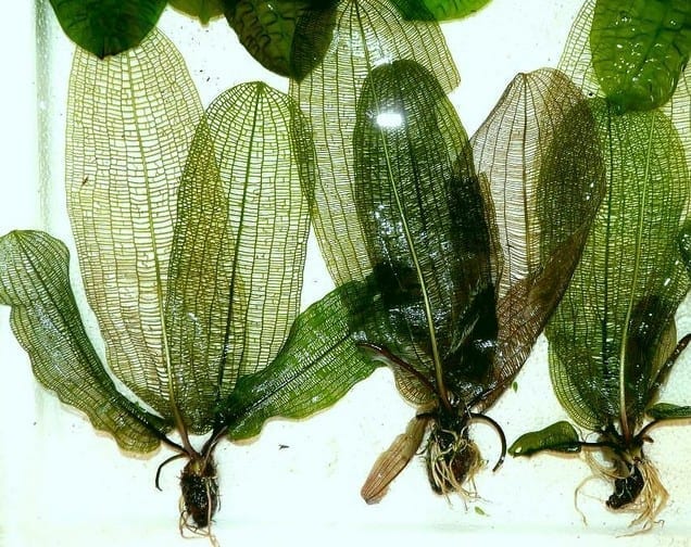 Madagascar Laceleaf (Aponogeton madagascariensis)