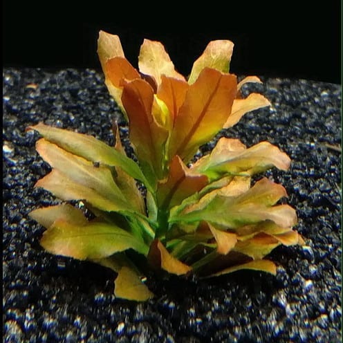 Ludwigia Pilosa (Ludwigia sphaerocarpa)