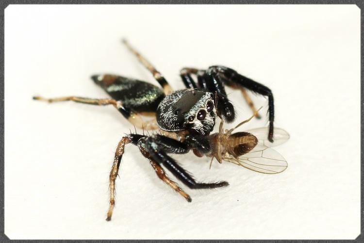 Fighting Jumping Spider (Thiania bhamoensis)