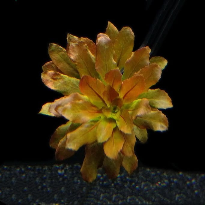 Ludwigia Pilosa (Ludwigia sphaerocarpa)