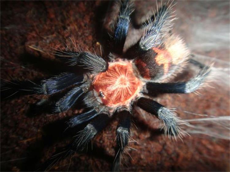Costa Rican Tiger Rump Tarantula (Cyclosternum fasciatum)