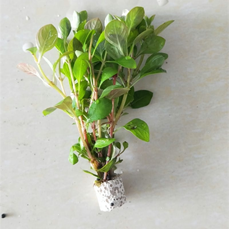 Chinese Lvy (Cardamine lyrata)