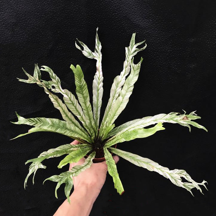 Bird Nest Fern Variegated (Asplenium nidus variegated)