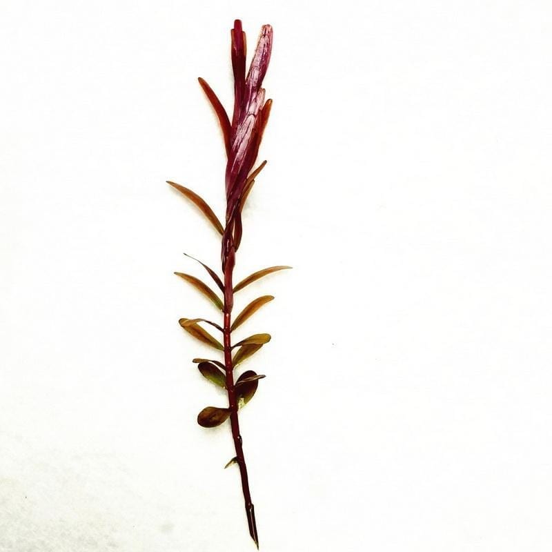 Rotala sp. Colorata