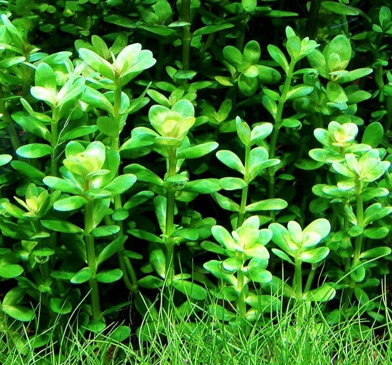 Indian Toothcup (Rotala indica) x 3 Stems