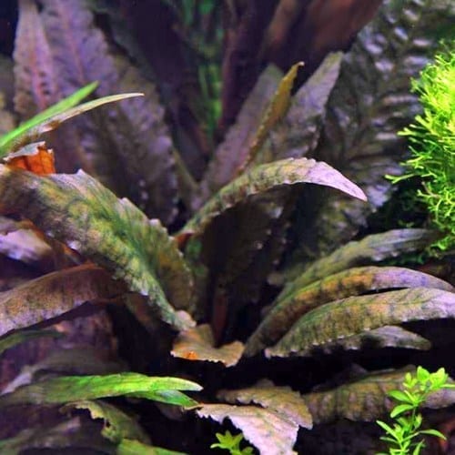 Cryptocoryne beckettii petchii