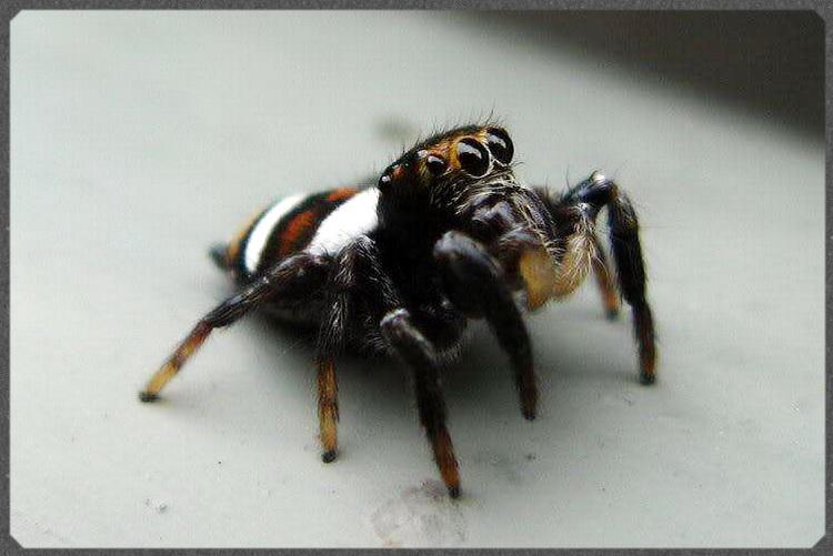 Oriental Jumping Spider (Ptocasius strupifer)