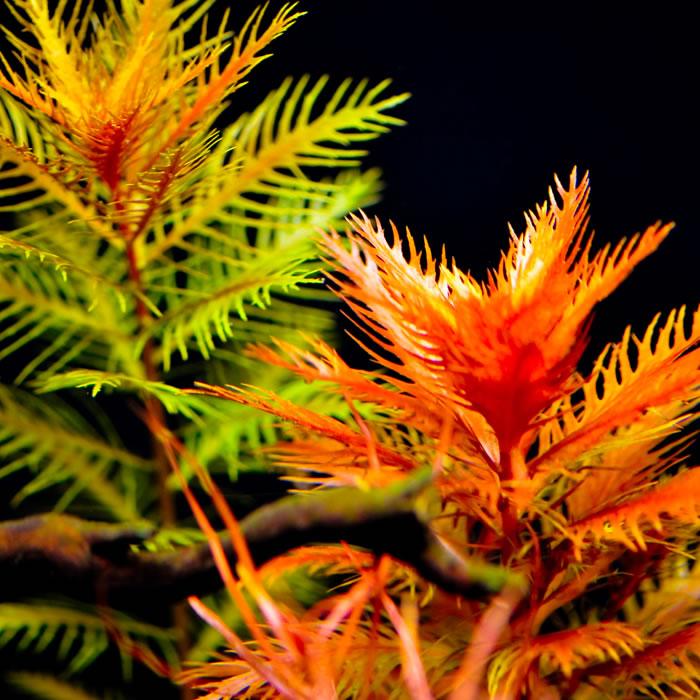 Mermaid Weed (Proserpinaca palustris)