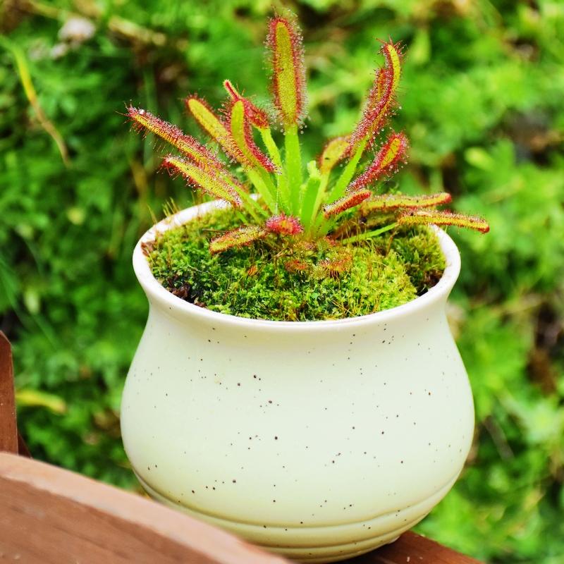 sundew pot plant Drosera Capensis ( Cape Sundew )