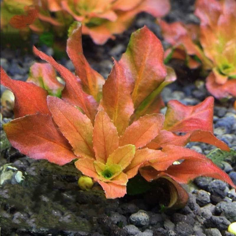 Ludwigia Pilosa (Ludwigia sphaerocarpa)