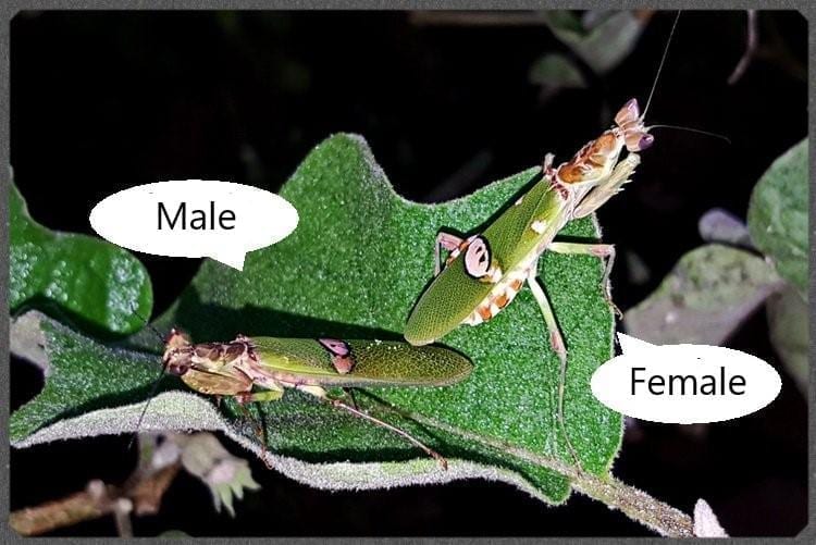 Creobroter nebulosus asian flower mantis