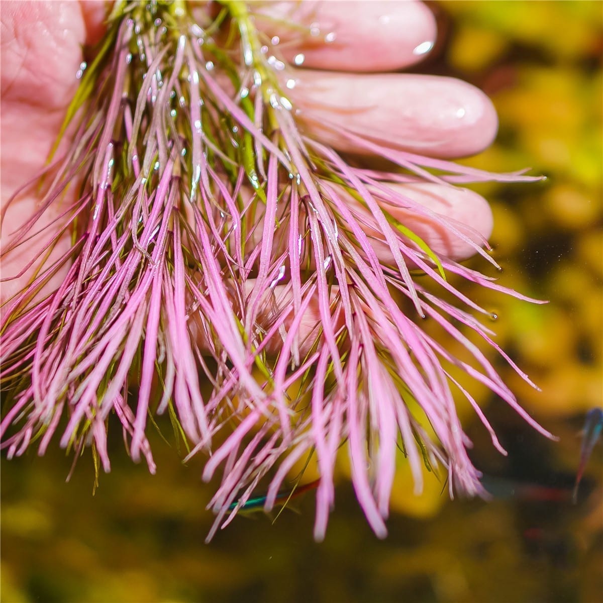 Eusteralis Stellata Octopus (Pogostemon stellatus)