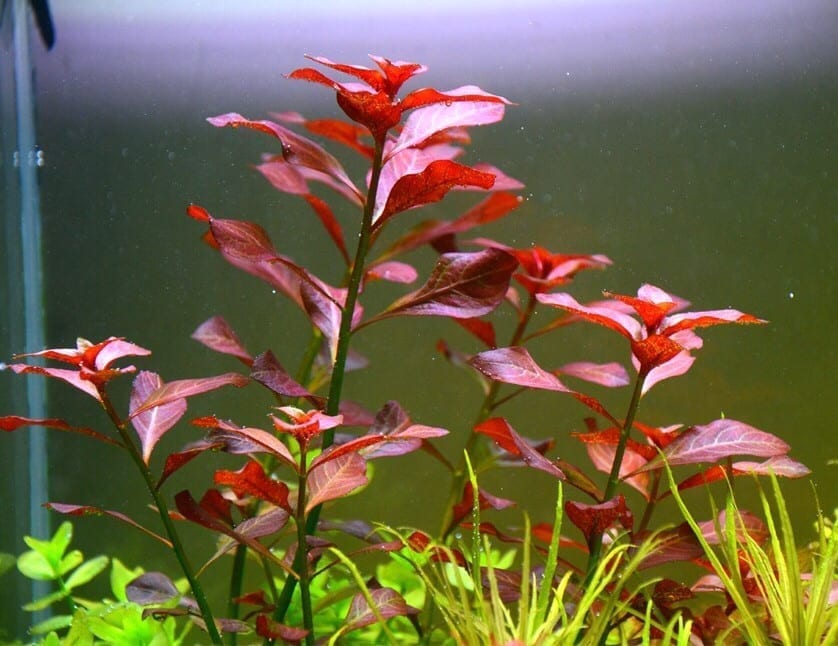 Ludwigia sp. Weinrot (Ludwigia repens rubin)