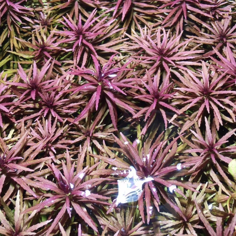 Eusteralis Stellata Octopus (Pogostemon stellatus)