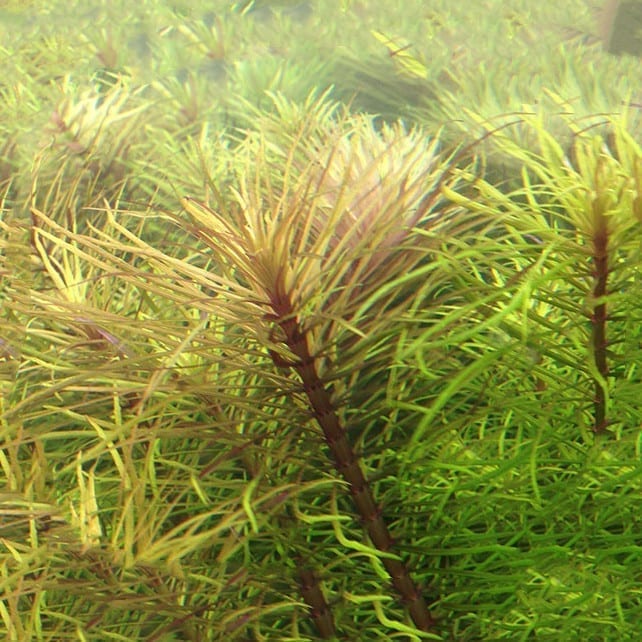 Eusteralis Stellata Octopus (Pogostemon stellatus)