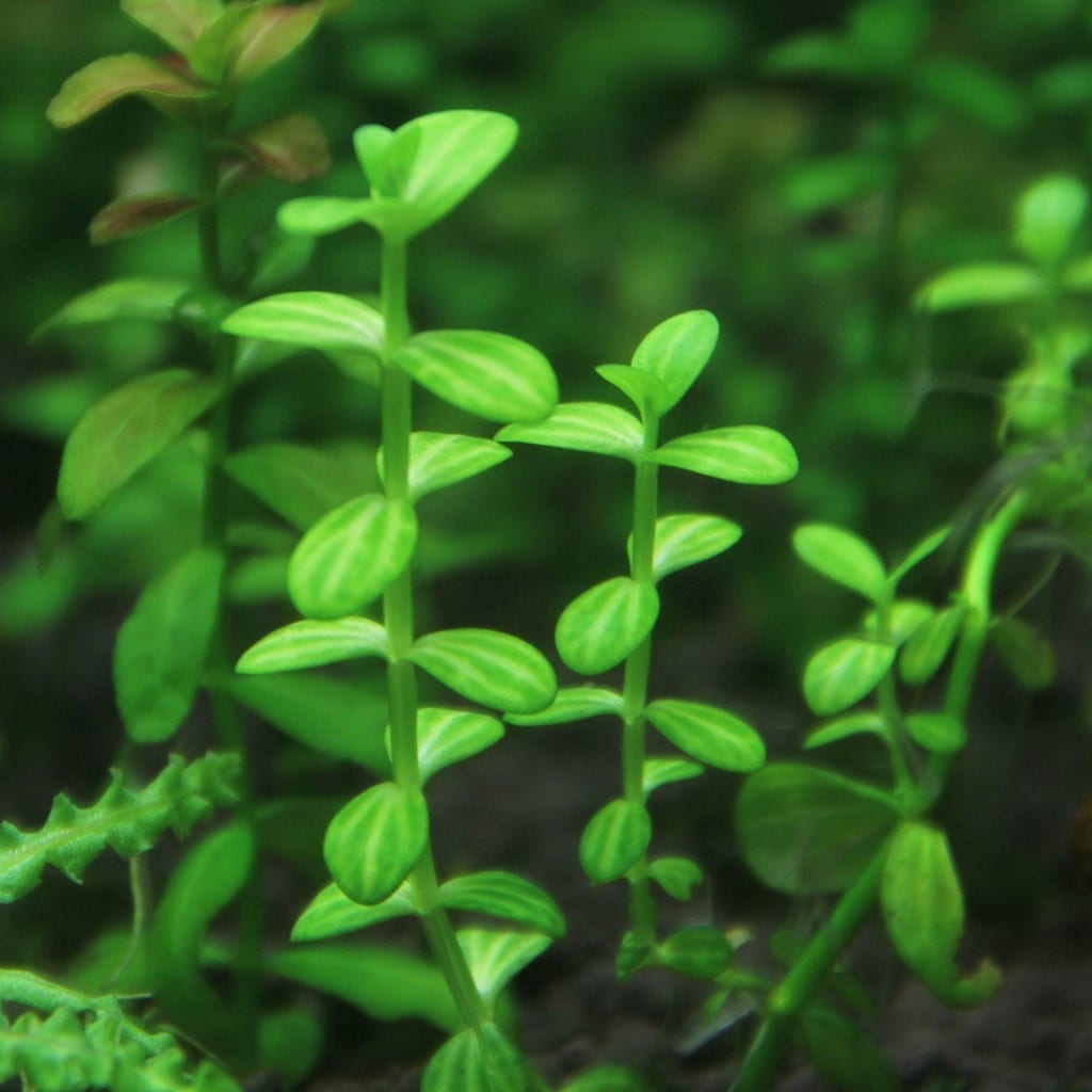 Water Hyssop ( Lindernia rotundifolia )