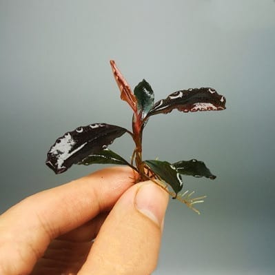 Bucephalandra sp. 'Brownie Red'