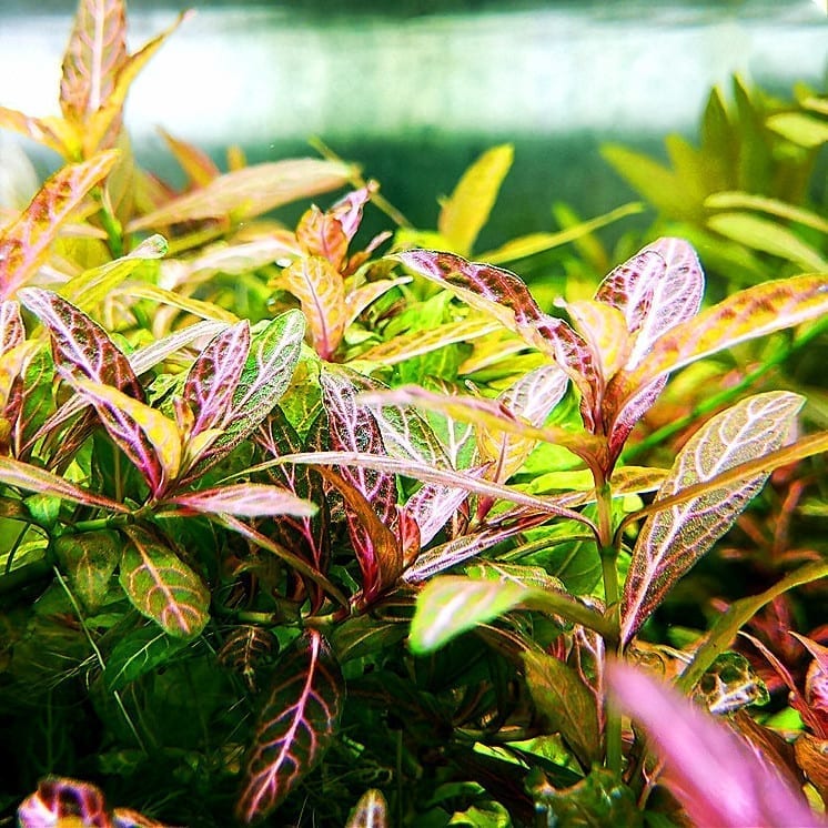 Dwarf Hygrophila (Hygrophila polysperma)