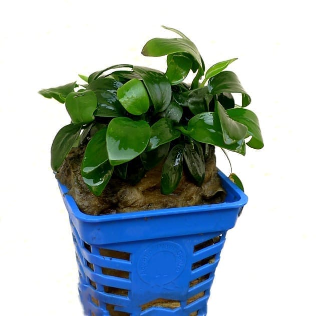 Dwarf Anubias ( Anubias barteri var. Nana )