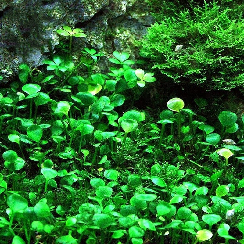 Dwarf Four Lead Clover (Marsilea hirsuta)