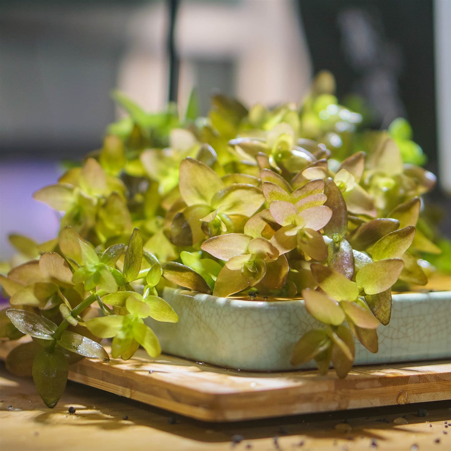 Mint Bacopa (Bacopa caroliniana)