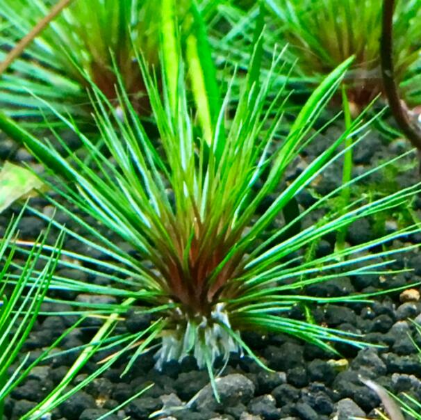 Blood vomit ( Centrolepis sp )