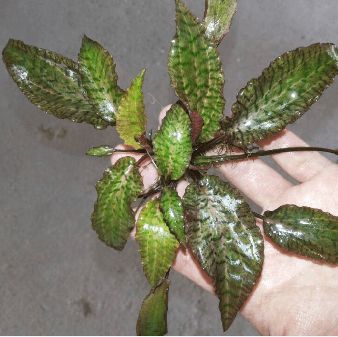 Cryptocoryne nurii 