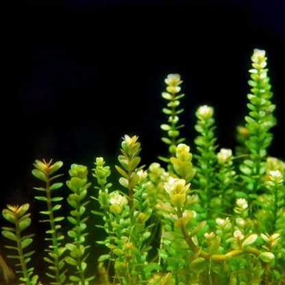 Indian Toothcup (Rotala indica) x 3 Stems