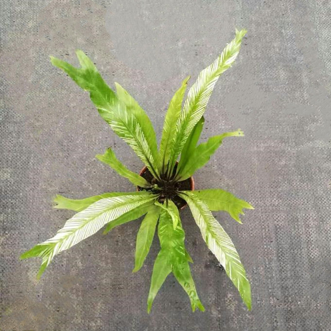 Bird Nest Fern Variegated (Asplenium nidus variegated)