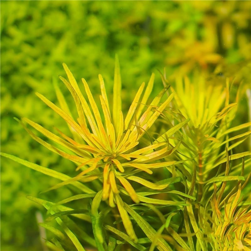 Ludwigia Cuba (Ludwigia inclinata var. verticillata 'Cuba')