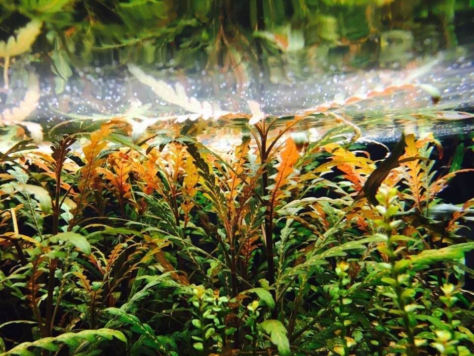 Fern Hygrophila (Hygrophila pinnatifida)