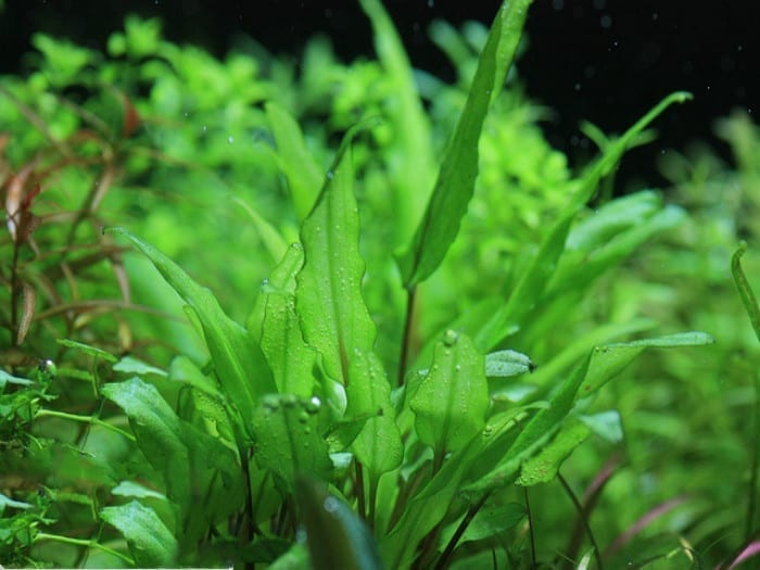Water Trumpet (Cryptocoryne wendtii 'Green')